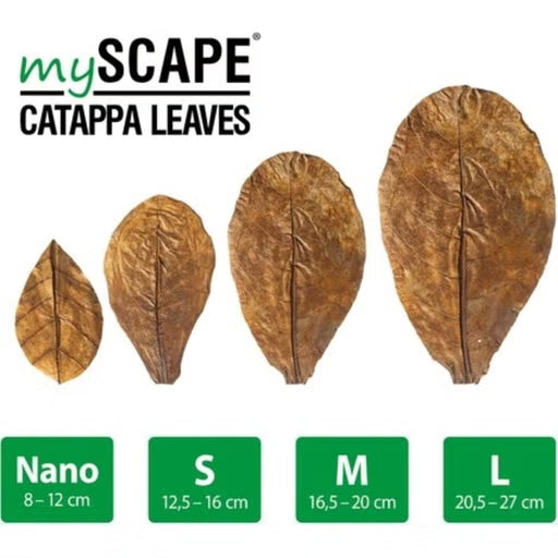 ARKA mySCAPE - Catappa leaves - atogrąžų migdolų lapai (10vnt.)