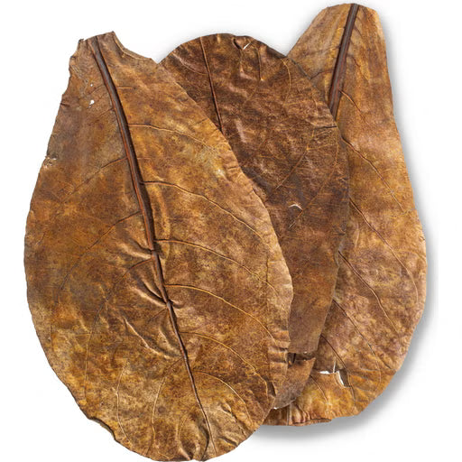 ARKA mySCAPE - Catappa leaves - atogrąžų migdolų lapai (10vnt.)