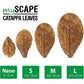 ARKA mySCAPE - Catappa leaves - atogrąžų migdolų lapai (10vnt.)
