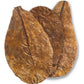 ARKA mySCAPE - Catappa leaves - atogrąžų migdolų lapai (10vnt.)